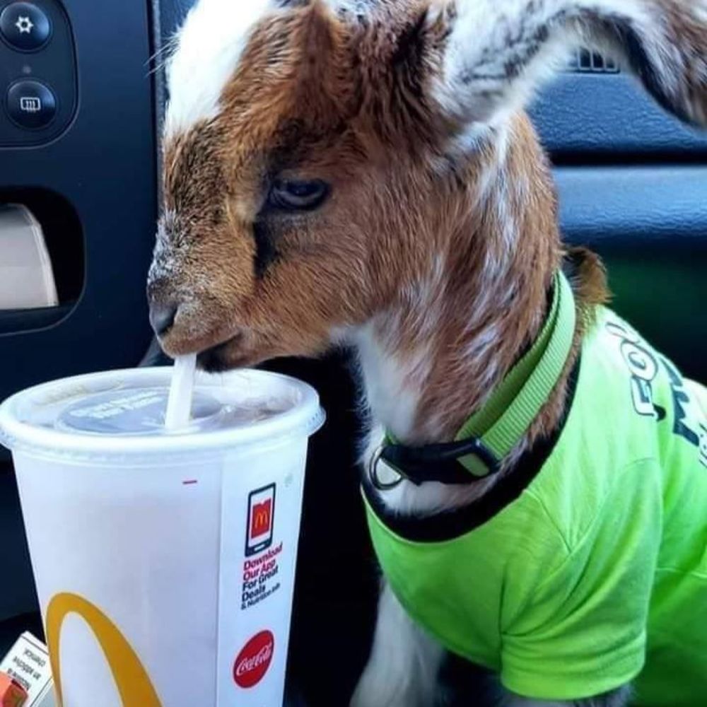 Meet your Posher, Kelly